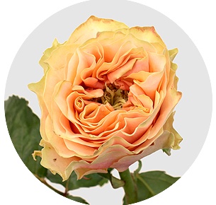 Роза Копперфилд Саммерхаус (Copperfield Summerhouse)