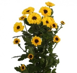 Хризантема кустовая Сантини Тедча (Tedcha)