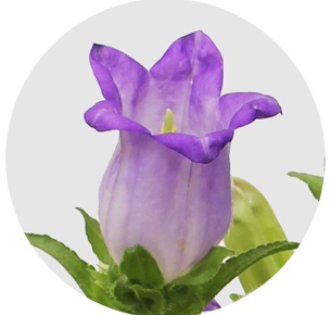 Кампанула синяя