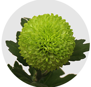 Хризантема одноголовая Балун (Balloon)