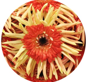 Гербера Сувенир (Souvenir)