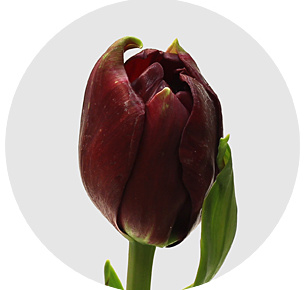 Тюльпан Эмблейзон (Emblazon)