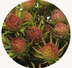 Леукадендрон Джубили краун (Jubilee Crown)