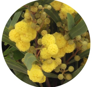 Мимоза (Mimosa)