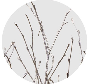 Берёза крашеная серебряная (Betula painted silver)