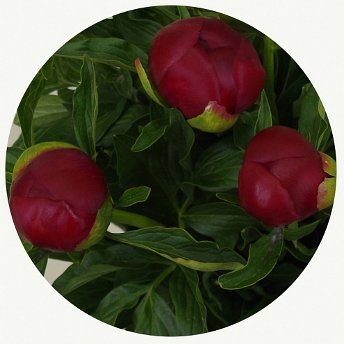 Пион Рэд шарм (Red Charm)