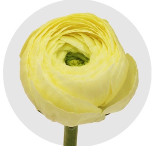 Ранункулус Клуни кремовый (Clooney Creme)