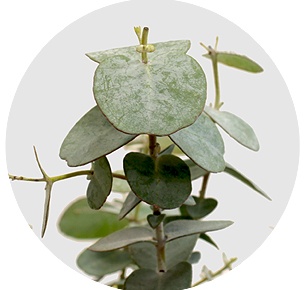 Эвкалипт Гунни (Gunnii)