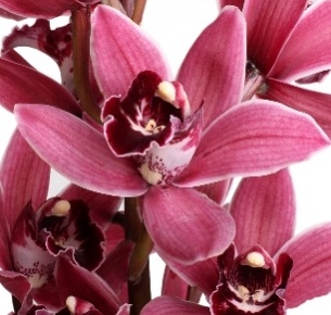 Цимбидиум мини темно-розовый