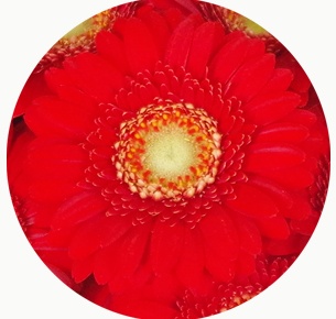 Гербера мини Ред Джевел (Red Jewel)