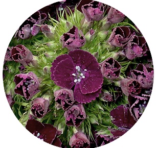Диантус барбатус Алдо фиолетовый (Aldo Violet)