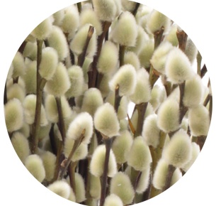 Ива Сноу Флейк (Salix Snow Flake)