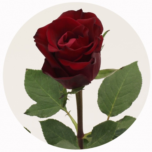 Роза Эвер Ред (Ever red) Роза Эвер Ред (Ever red)