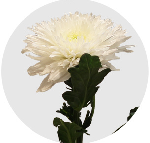 Хризантема одноголовая Калимба (Kalimba)