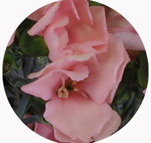 Гвоздика кустовая Соломио Кас (Dianthus Solomio Cas)