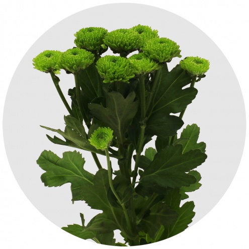 Хризантема кустовая Сантини Фрогги (Santini Froggy) Хризантема кустовая Сантини Фрогги (Santini Froggy)