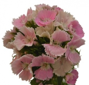 Диантус барбатус розовый