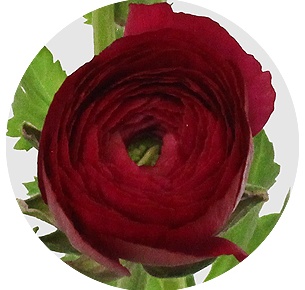 Ранункулус Клуни темно-розовый (Clooney Dark Pink)