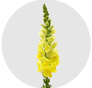 Антирринум желтый