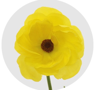 Ранункулус Баттерфляй жёлтый (Butterfly Yellow)