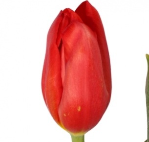 Тюльпан красный (red)