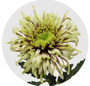 Хризантема одноголовая Тула Нью (Tula New)