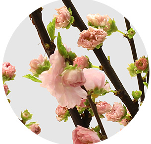 Прунус кустовой розовый (Spray Pink)