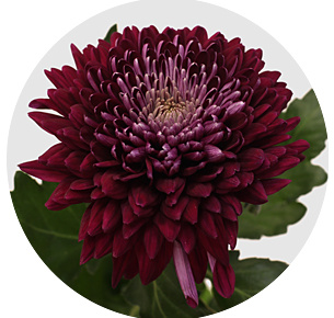 Хризантема одноголовая Гавирия (Gaviria)