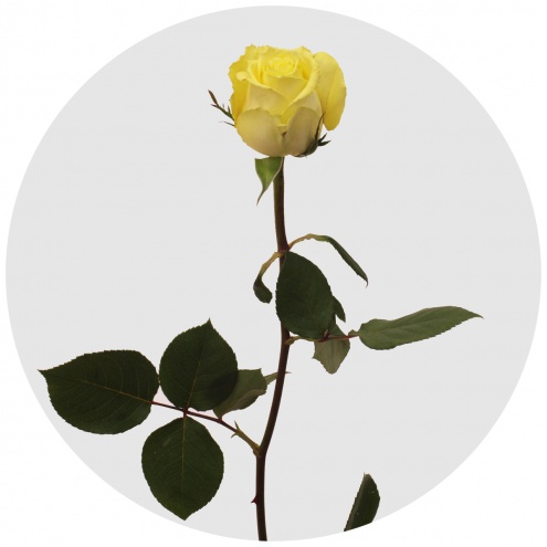 Роза Ванилла Скай (Vanilla Sky) Роза Ванилла Скай (Vanilla Sky)