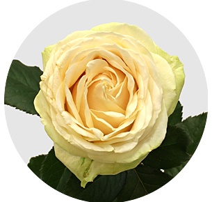 Роза Мейер (Meijer)