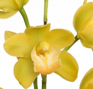 Цимбидиум мини желтый