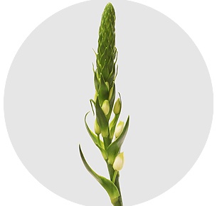 Орнитогалум Дик белый (Dik white)