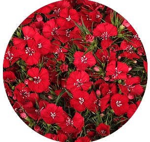 Диантус барбатус Свит Уилл Скарлет (Sweet Will Scarlet)