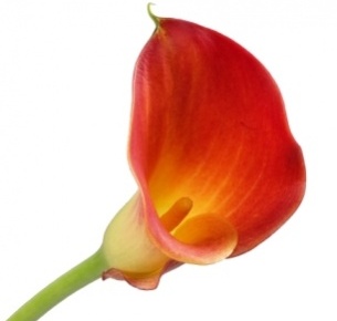 Калла Манго (Mango)