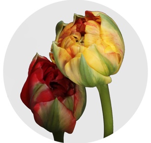 Тюльпан Гудошник Дабл (Gudoshnik Double)