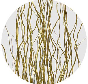 Корилус крашеный золотой (Gold)