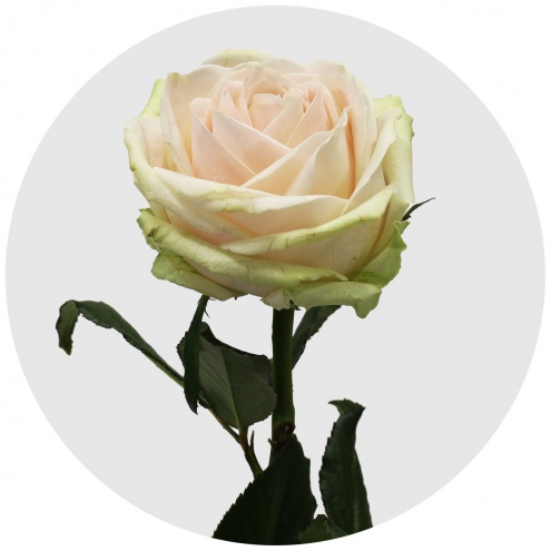 Роза Свит Аваланж (Sweet Avalanche) Роза Свит Аваланж (Sweet Avalanche)