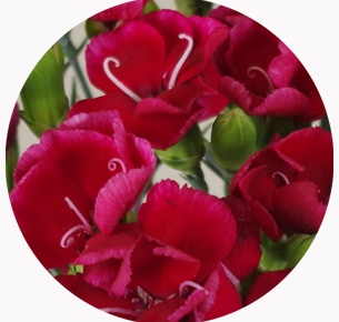 Гвоздика кустовая Соломио Сем (Dianthus Solomio Sem)