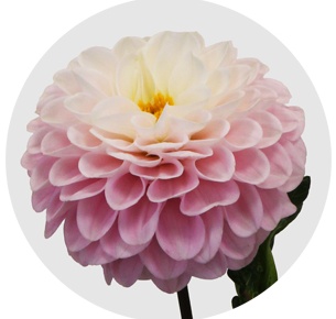 Георгина Визард Оф Оз (Wizard of Oz)