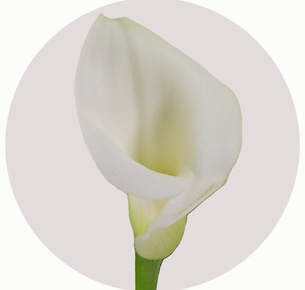 Калла Кристал блаш (Crystal Blush)