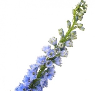 Дельфиниум гибрид голубой