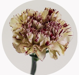 Гвоздика стандарт микс 2