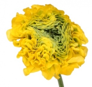 Ранункулус Пон-Пон желтый
