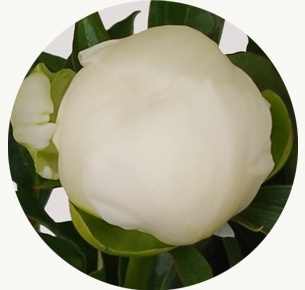 Пион Дюшес де Немур (Duchesse d Nemours)