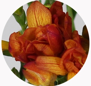 Фрезия оранжевая