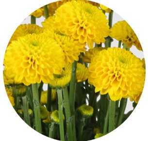  Хризантема кустовая Лимончелло (Limoncello) 