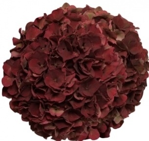 Гортензия бордовая