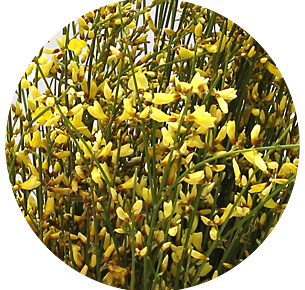 Джинстер жёлтый (yellow)