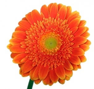 Гербера Самсон (Samson)