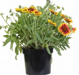 Гайлардия (Gaillardia)